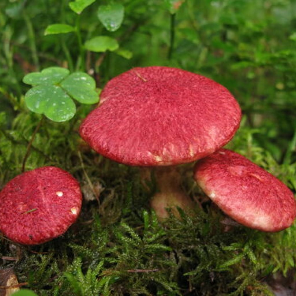 Подболотник гриб їстівний | де росте болетин болотний